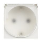CLASSIA - GERMAN SOCKET WITH IP20 FLAP WHITE