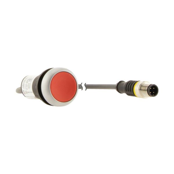 Pushbutton, Flat, momentary, 1 NC, Cable (black) with M12A plug, 4 pole, 0.2 m, red, Blank, Bezel: titanium image 16