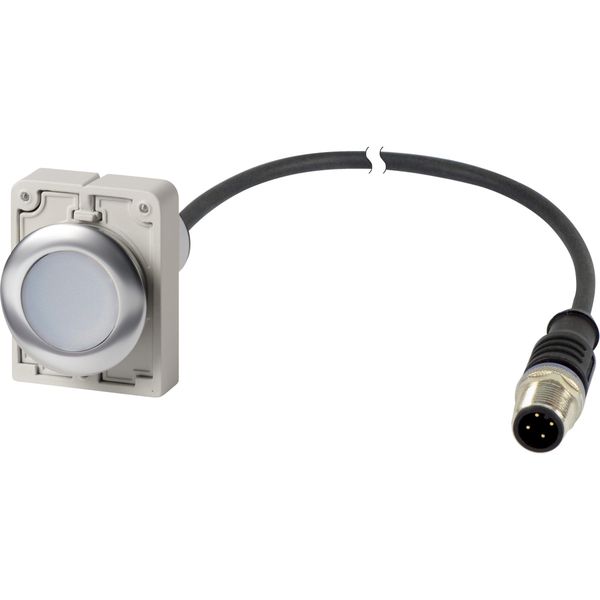 Pushbutton, Flat, momentary, 1 N/O, Cable (black) with M12A plug, 4 pole, 1 m, White, Blank, Metal bezel image 3