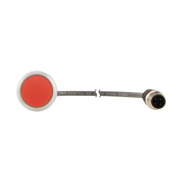 Pushbutton, Flat, momentary, 1 NC, Cable (black) with M12A plug, 4 pole, 0.2 m, red, Blank, Bezel: titanium image 14