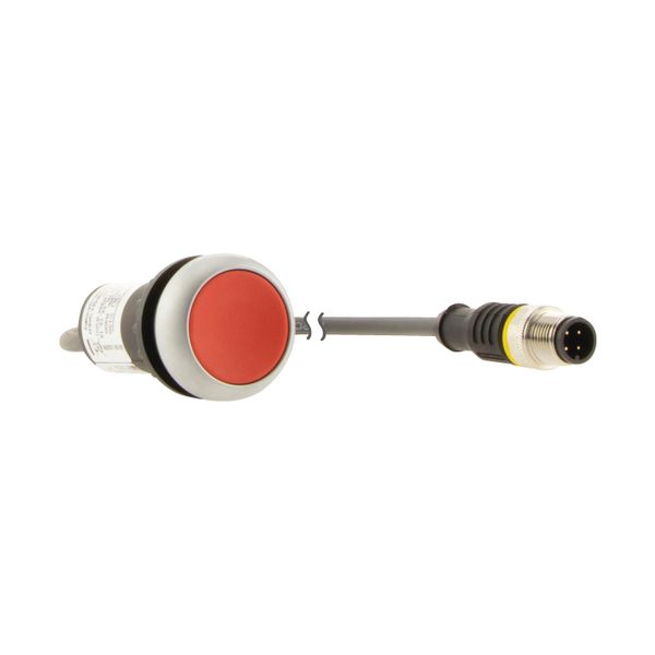 Pushbutton, Flat, momentary, 1 NC, Cable (black) with M12A plug, 4 pole, 1 m, red, Blank, Bezel: titanium image 20