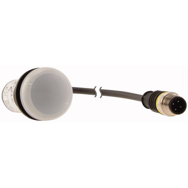 Indicator light, Flat, Cable (black) with M12A plug, 4 pole, 0.5 m, Lens white, LED white, 24 V AC/DC image 4