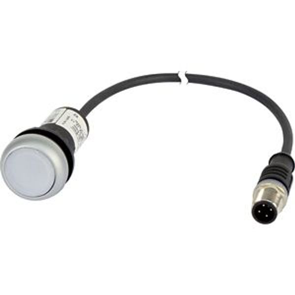 Illuminated pushbutton actuator, Flat, momentary, 1 N/O, Cable (black) with M12A plug, 4 pole, 1 m, LED white, White, Blank, 24 V AC/DC, Bezel: titani image 5