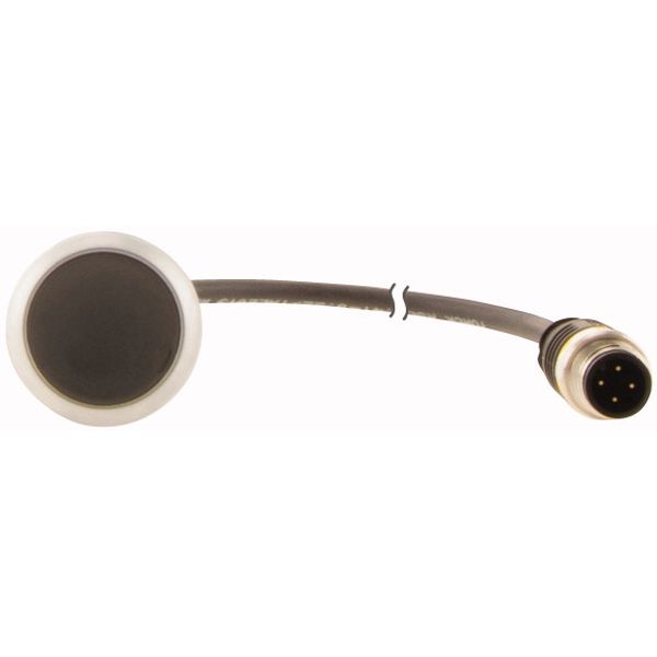 Pushbutton, Flat, momentary, 1 NC, Cable (black) with M12A plug, 4 pole, 1 m, black, Blank, Bezel: titanium image 2