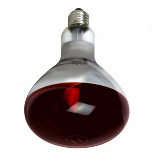 Reflector Bulb E27 175W R125 IKZK RED Bellight image 1