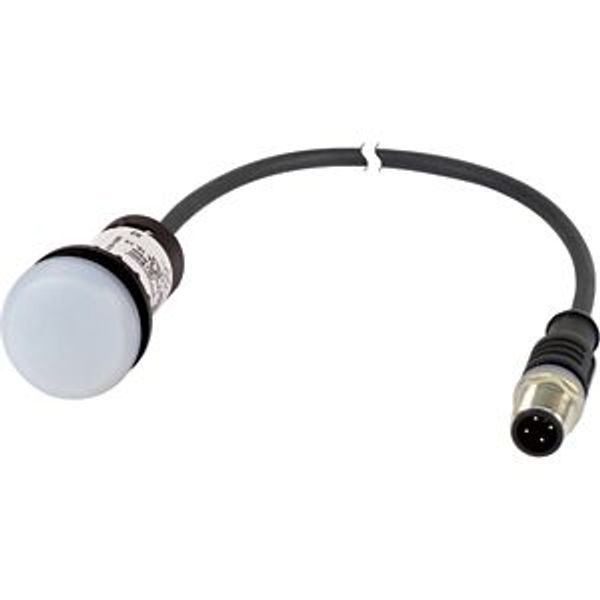 Indicator light, Flat, Cable (black) with M12A plug, 4 pole, 0.2 m, Lens white, LED white, 24 V AC/DC image 5