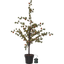 Decorative Tree Larix thumbnail 1